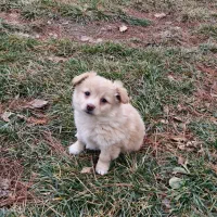 پامرین خرسی