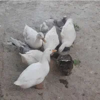 ۶ تا اردک تخم گذار تمیز وسرحال بفروش می رسد.