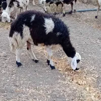 یه میش و بره و دوتا شیشک پلنگی|حیوانات مزرعه|بروجرد, |دیوار