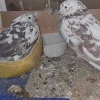 کفتر  پرشی|حیوانات|قم, شاد قلی|دیوار