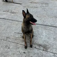 مالینوز رنگ تیره بادرایو بالا فول آموزش|سگ|محمدشهر, محمدشهر|دیوار