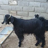 فروش گوسفندجوان وبزجوان(توشتیر)پروار|حیوانات مزرعه|دهلران, |دیوار