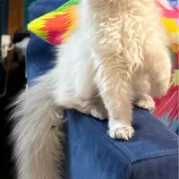 هیرا گربه نر پرشین خالص آیس بلو