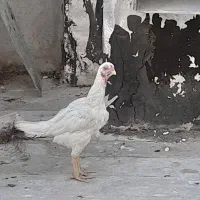 مرغ دورگ لاری