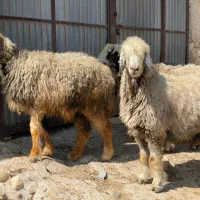 چهار راس شیشک آبستن