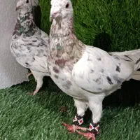 سار سرور ساده