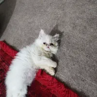بچه گربه