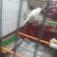 قناری3عدد خوش رنگ ویه دست|پرنده|صفادشت, |دیوار