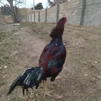 لاری|حیوانات مزرعه|کرج, کمال‌شهر|دیوار