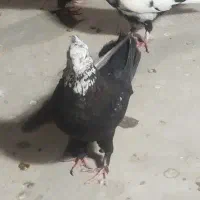 کبوتر اصفهانی