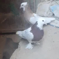 کبوترفروشی