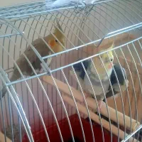 یک جفت عروس هلندی همراه قفس