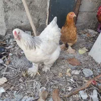 دوعدد مرغ برهما سالم و سرحال جوان وتخم گذار