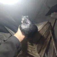 جفت صرب|پرنده|شادگان, |دیوار