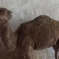 یک‌‌عدد‌شترجوان‌