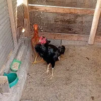 خروس و مرغ لاری|حیوانات مزرعه|شفت, |دیوار