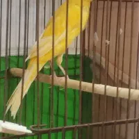 یک عدد قناری ماده|پرنده|باسمنج, |دیوار