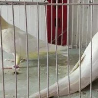 یک جفت عروس هلندی تضمینی تخم جوجه نطفه دار|پرنده|جلگه ماژان, |دیوار