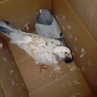 کفتر|پرنده|رباط‌کریم, شهرک صنعتی ده‌حسن|دیوار