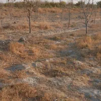۳۳۰۰مترباغ در روستای جوکال|فروش زمین و ملک کلنگی|چناران, |دیوار