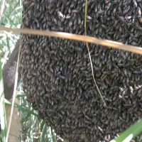 عسل وحشی درمانی..