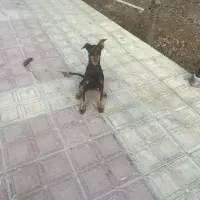 سگ دوبرمن اصیل ماده