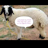 پخش‌‌گوسفند‌زنده کم‌دنبه‌‌بدون‌چربی‌|حیوانات مزرعه|تهران, هفده شهریور|دیوار