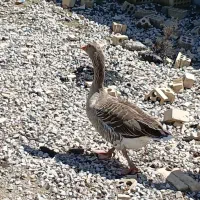 غاز ماده تخم گذار