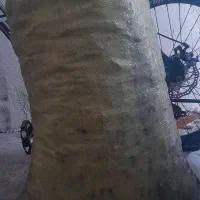 تعداد زغال برای فروش