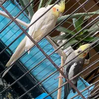 یک جفت عروس هلندی|پرنده|نورآباد, |دیوار