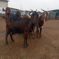 6راس بز ابستن|حیوانات مزرعه|گنبد کاووس, |دیوار