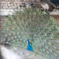 طاووس نر فروشی