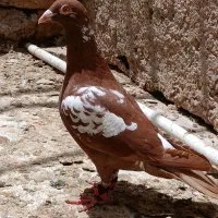 میلیمنز سرخ ماده