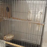 عروس هلندی مولد آلبینو با یک جوجه|پرنده|رباط‌کریم, نصیرشهر|دیوار