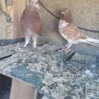 کفترفروشی|پرنده|شاهرود, |دیوار