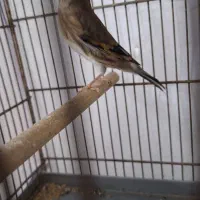 سهره قناری نر|پرنده|قم, شاه سید علی|دیوار