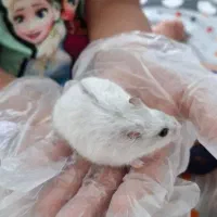 همستر|موش و خرگوش|اندیشه, اندیشه فاز ۶|دیوار