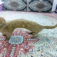 راسوگوشت خوار یک مترو۳۰سانتی|مجسمه، تندیس، ماکت|کرج, کیانمهر|دیوار