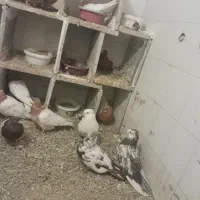 کبوتر|پرنده|بروجرد, |دیوار