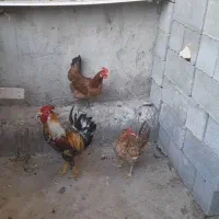 دورگ|پرنده|امیدیه, |دیوار