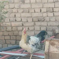 فروش مرغ و خروس|حیوانات مزرعه|خرمدشت, |دیوار