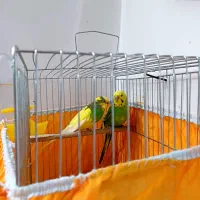 مرغ عشق|پرنده|زنجان, |دیوار