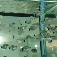 انواع ماهی و تجهیزات آکواریوم