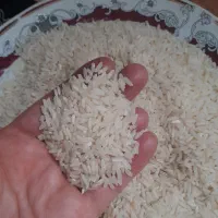 برنج محلی مازندران