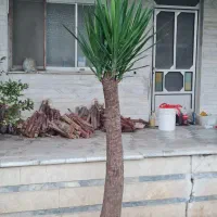 درخت یوکا پنج ساله