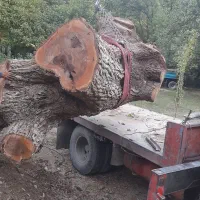 خرید درخت گردو|خدمات باغبانی و درختکاری|سنندج, |دیوار