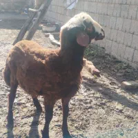 فروش بره نر|حیوانات مزرعه|سیلوانه, |دیوار