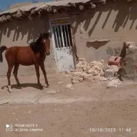 یک راس کره نریون ۱۱ماهه به فروش میرسد|اسب و تجهیزات اسبسواری|حسن آباد, |دیوار