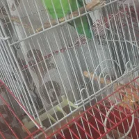 جفت کوتوله مولد آماده