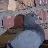 کبوتر|پرنده|نهبندان, |دیوار